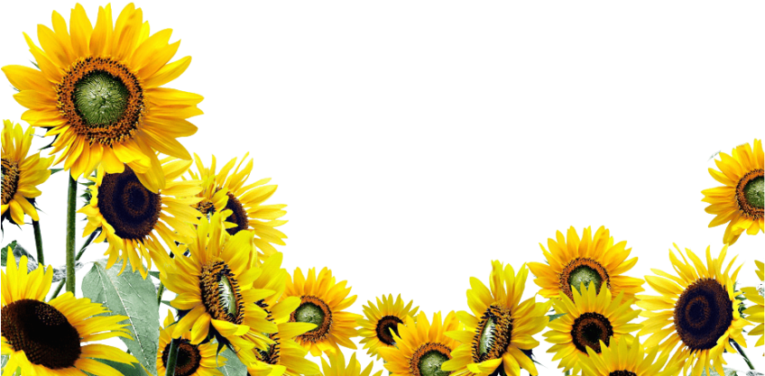 Yellow Sunflower Transparent File