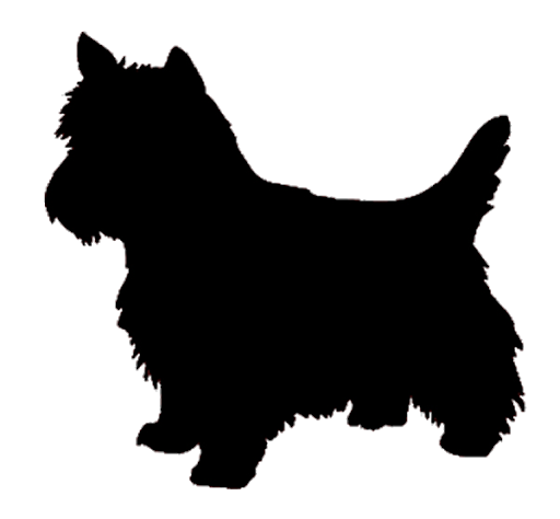 Yorkshire Terrier Dog Transparent Background