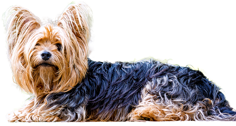 Yorkshire Terrier Free PNG