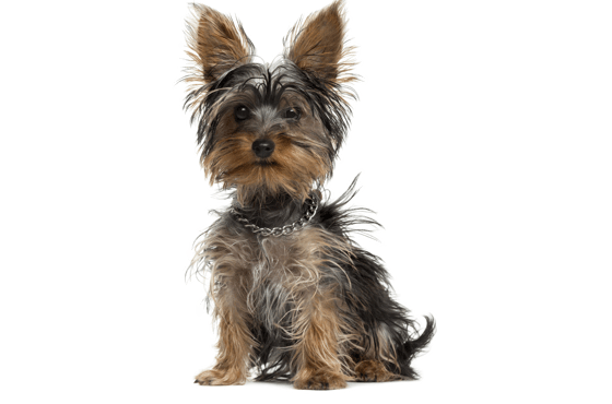 Yorkshire Terrier PNG Background