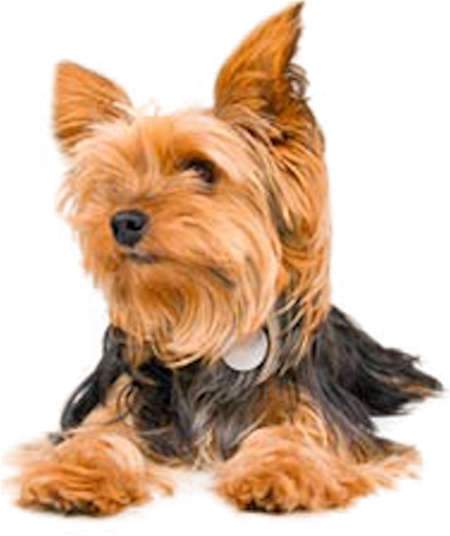Yorkshire Terrier PNG Clipart Background