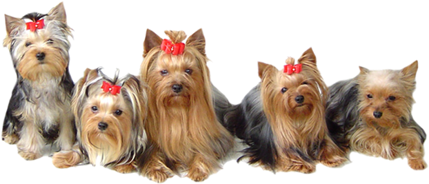 Yorkshire Terrier PNG Free File Download