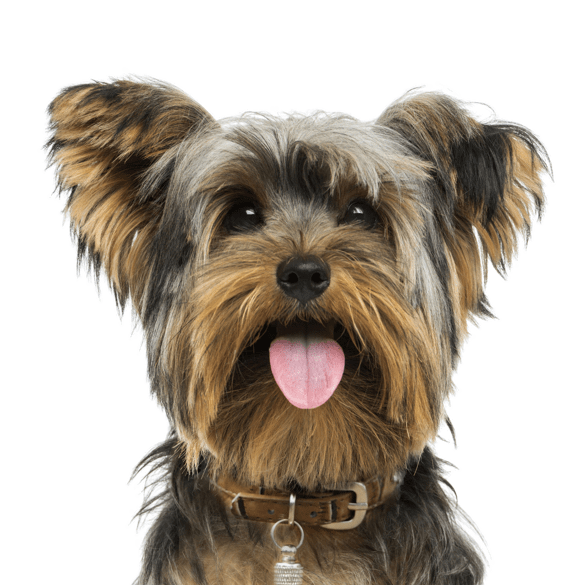 Yorkshire Terrier PNG HD Quality