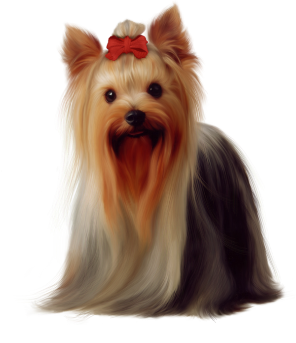 Yorkshire Terrier PNG Images HD