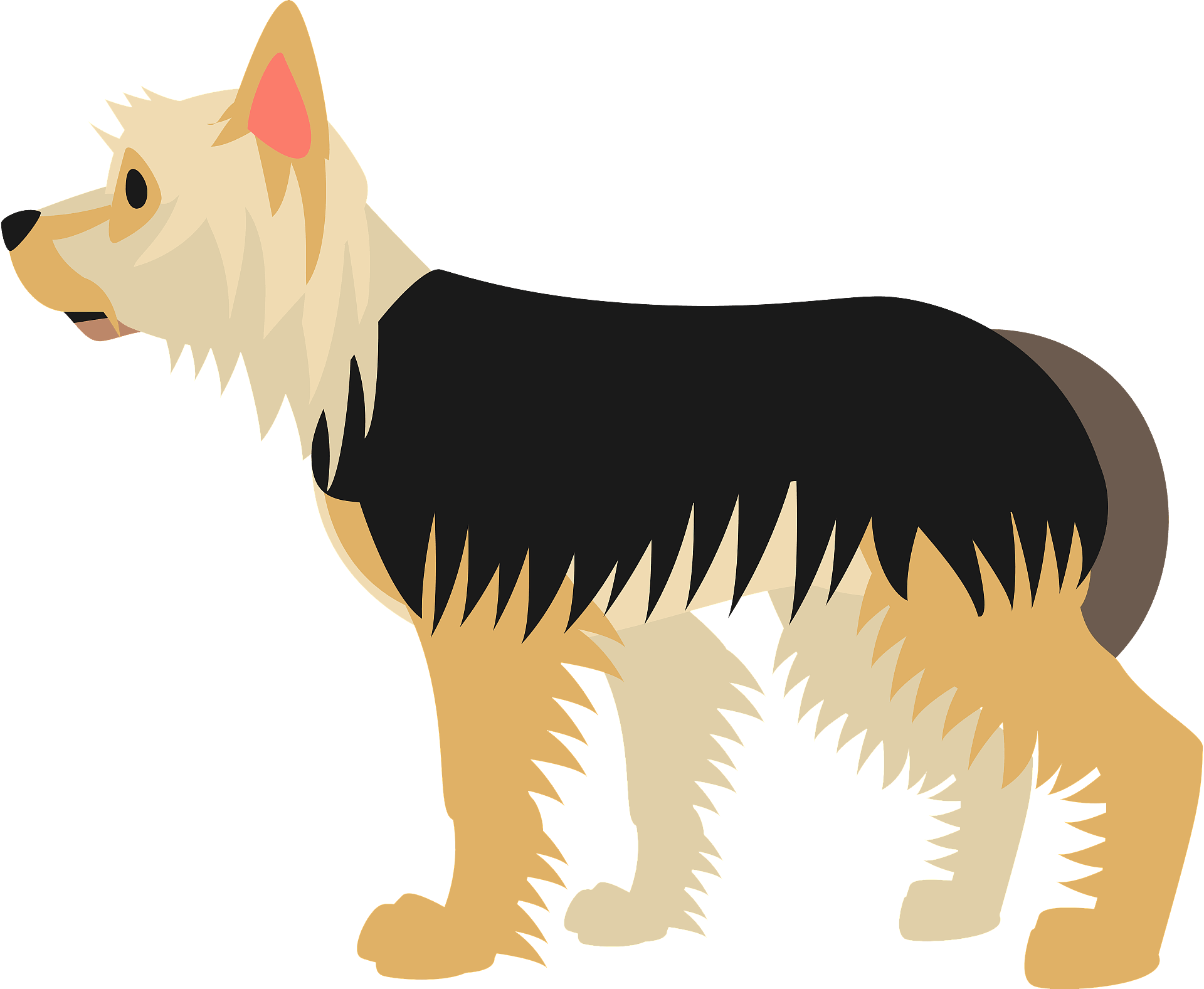 Yorkshire Terrier Transparent Background