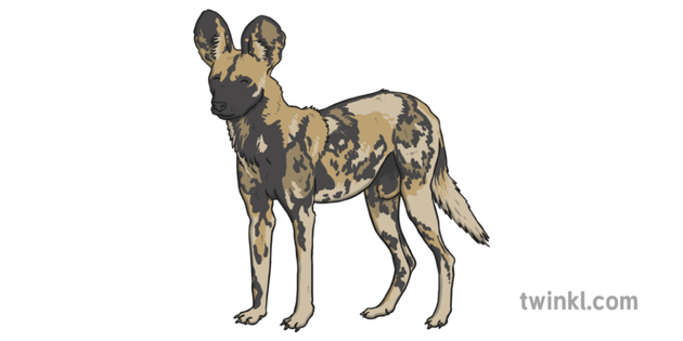 African Wild Dog Background PNG
