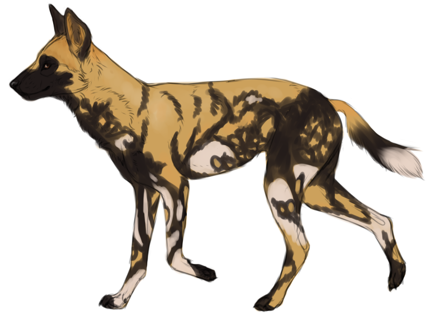 African Wild Dog PNG Free File Download