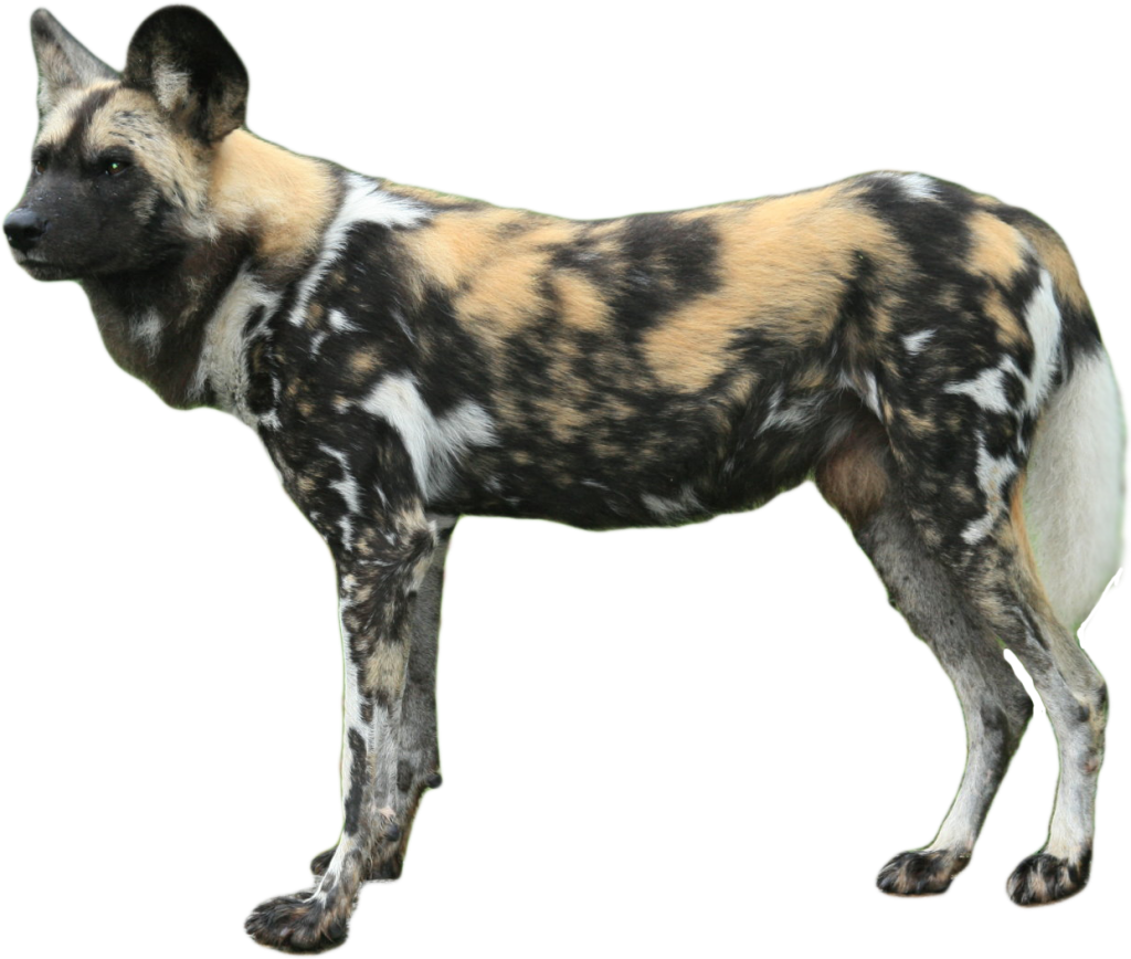 African Wild Dog PNG HD Quality