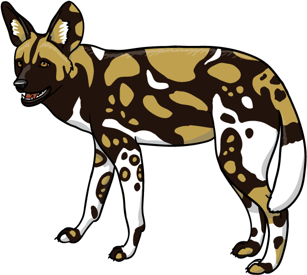 African Wild Dog PNG Images HD