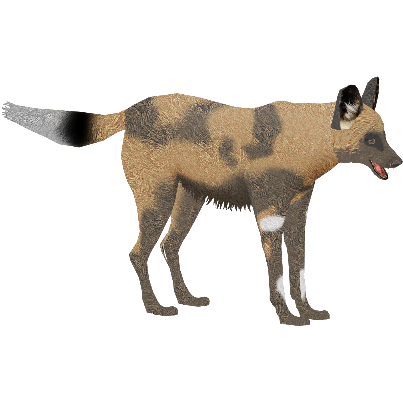 African Wild Dog PNG Photo Image
