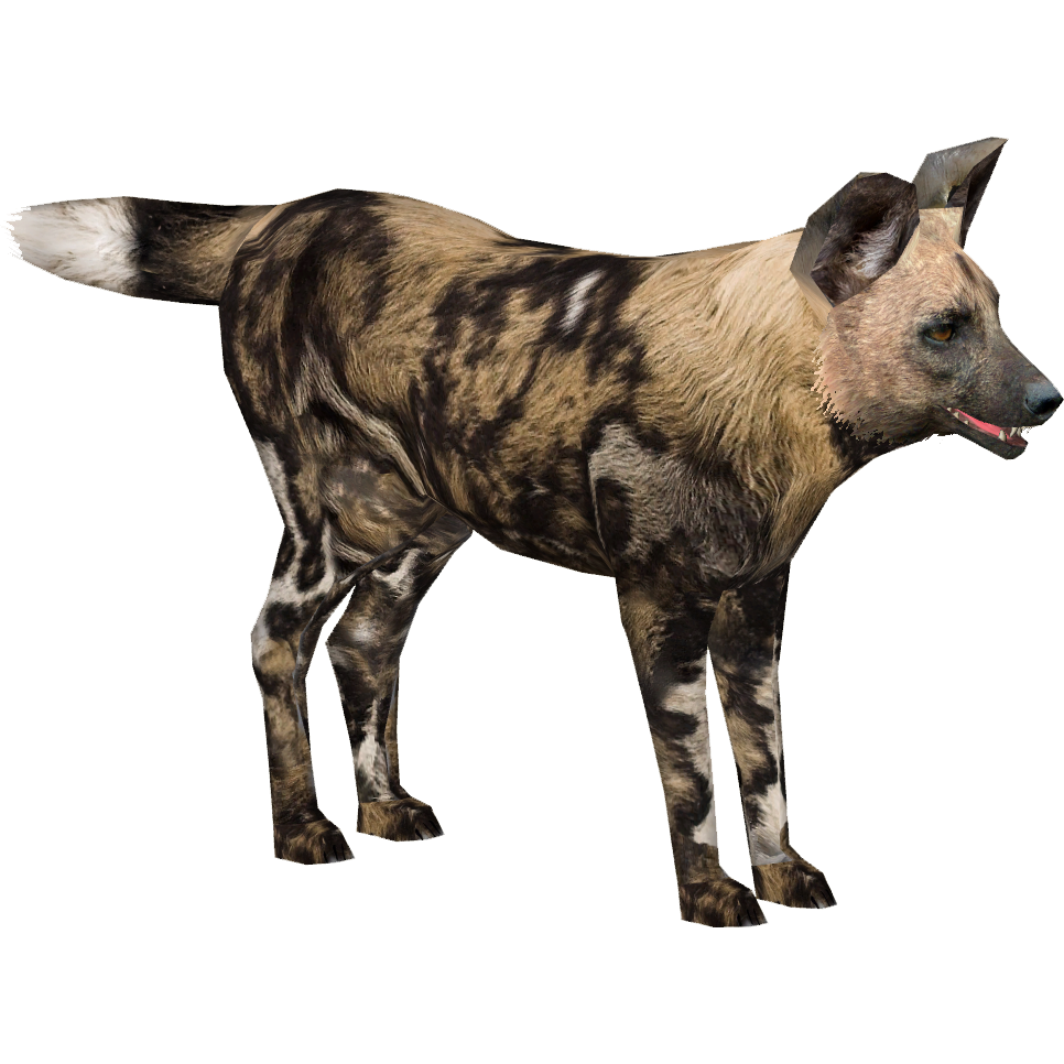 African Wild Dog PNG Pic Background