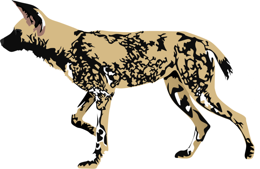 African Wild Dog Transparent Image