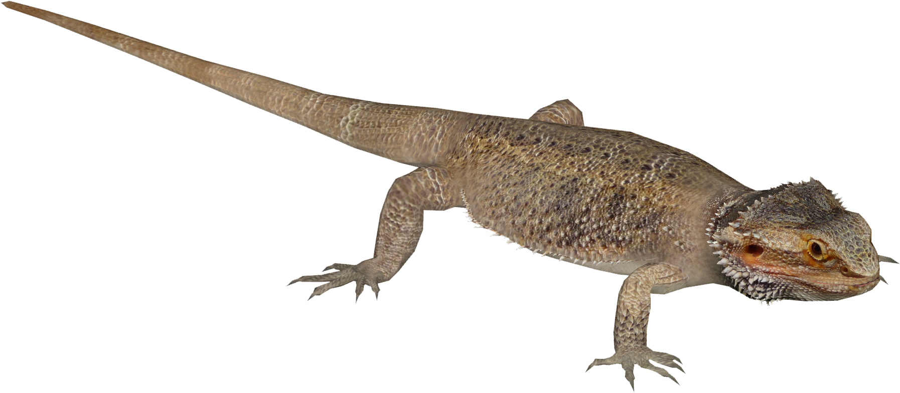 Agamas PNG HD Quality