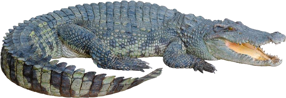 Alligator Background PNG Image