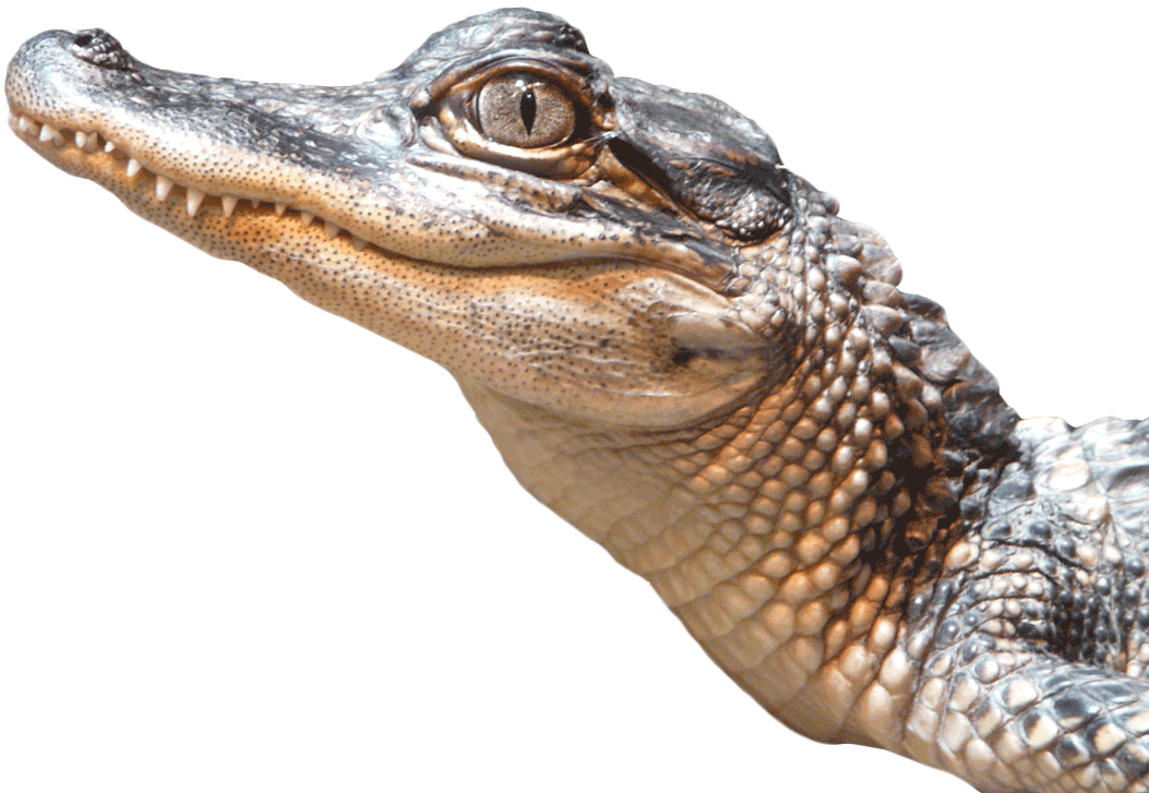 Alligator Download Free PNG