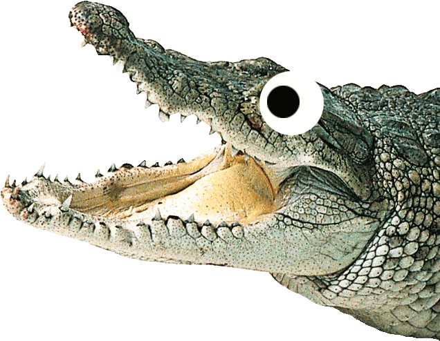 Alligator PNG HD Quality