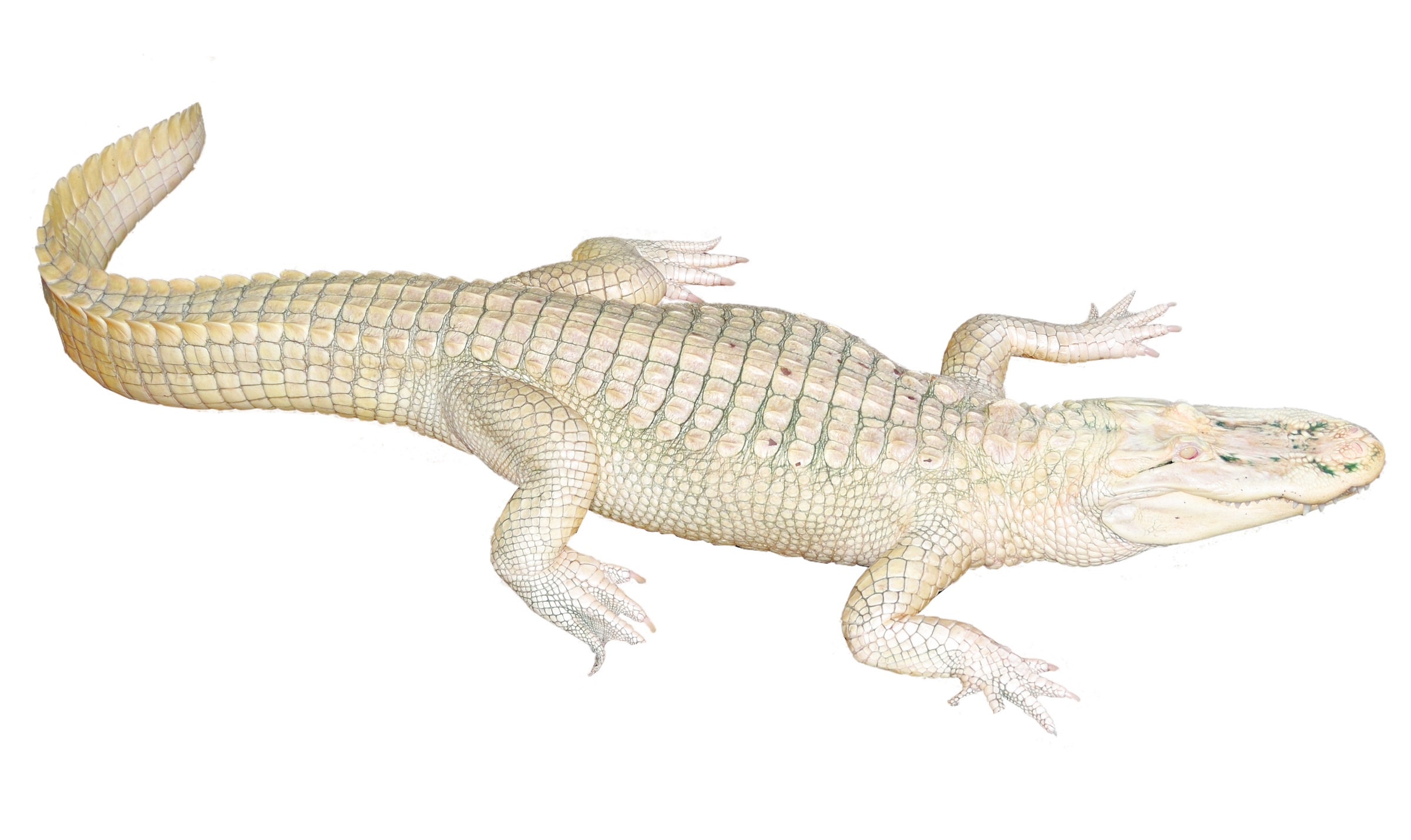Alligator PNG Pic Background