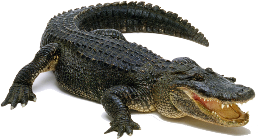 Alligator Transparent Background