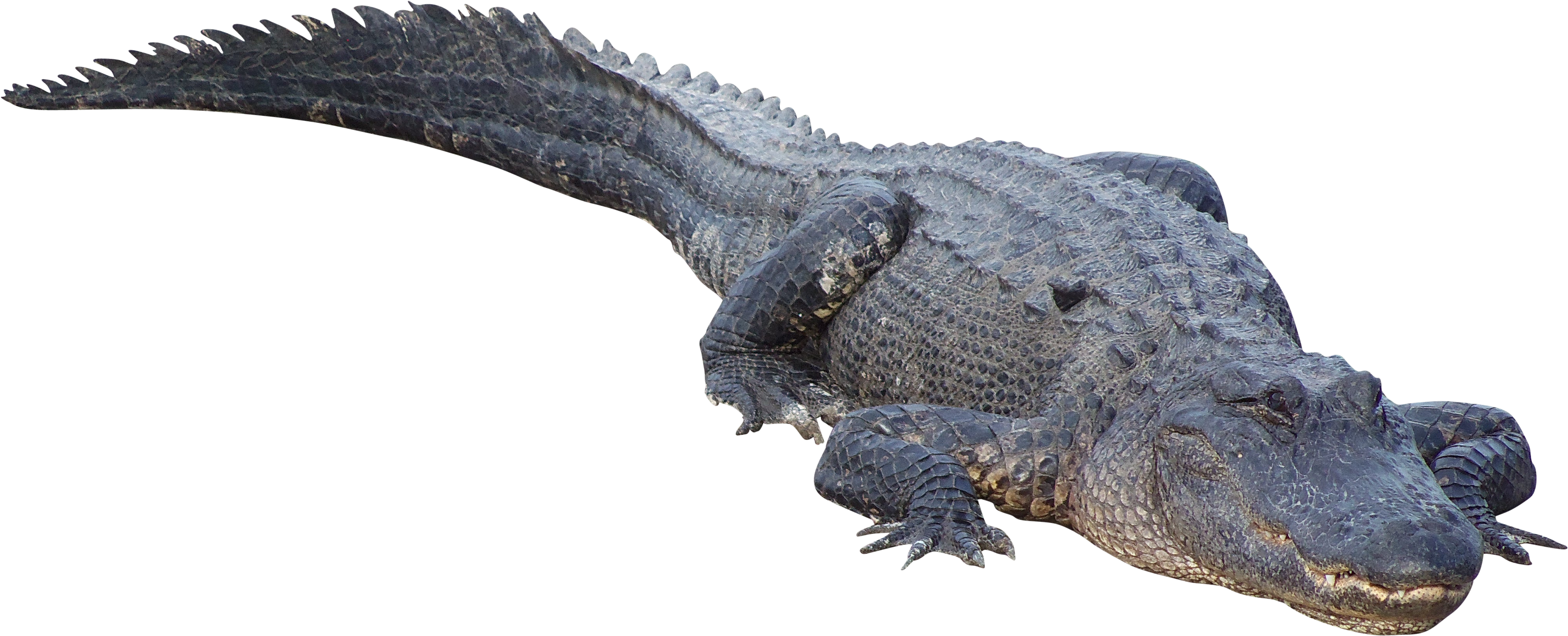 Alligator Transparent Images