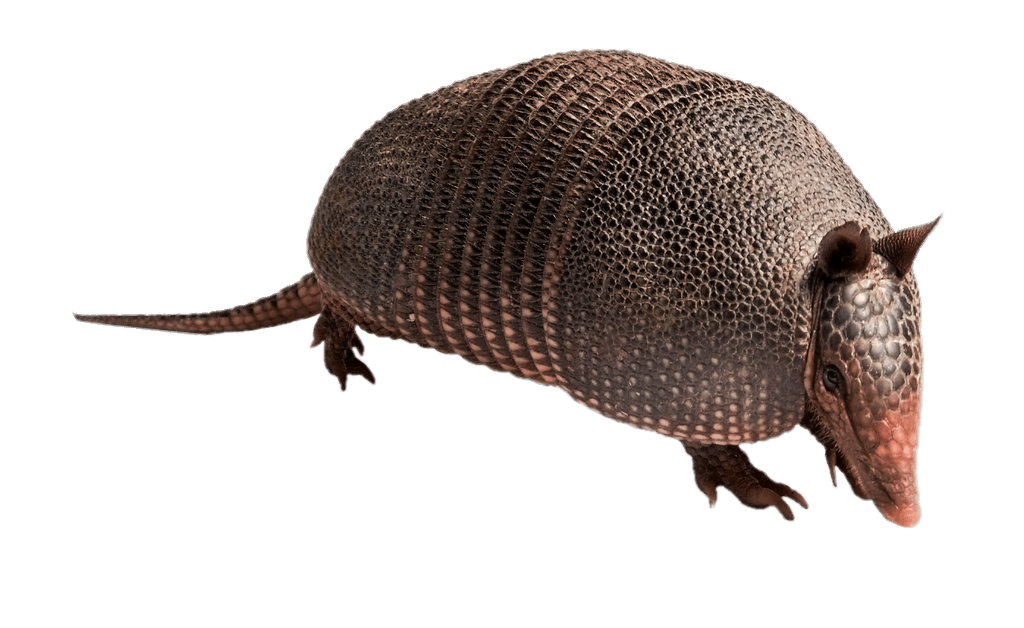 Armadillo PNG Free File Download