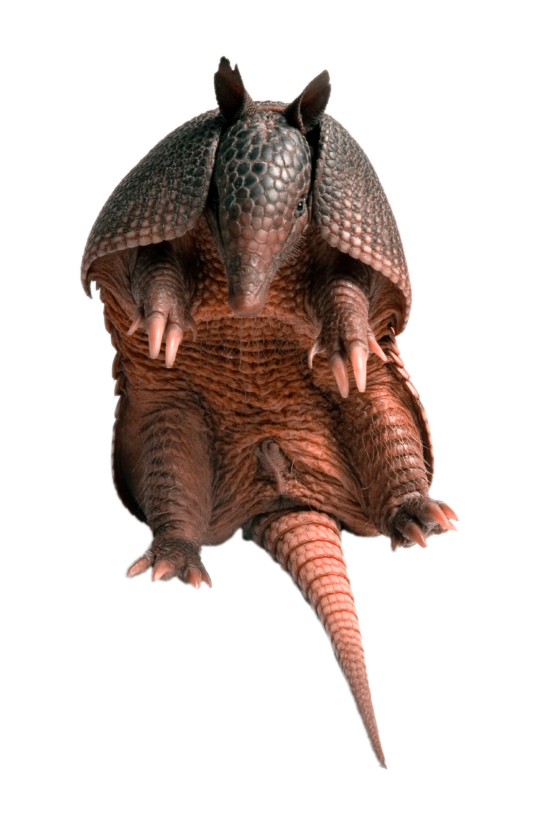 Armadillo PNG Images HD