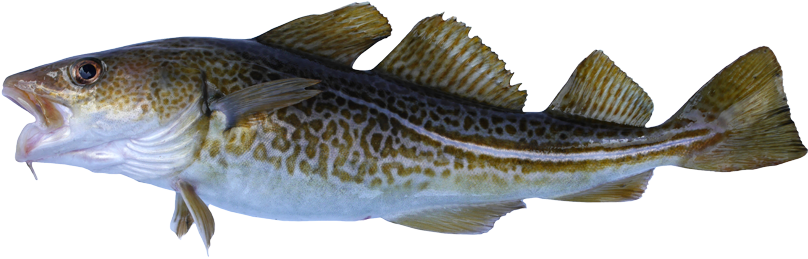 Atlantic Cod Background PNG Image