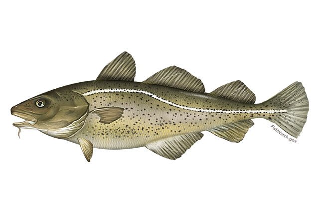 Atlantic Cod PNG Clipart Background