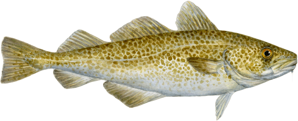 Atlantic Cod Transparent File