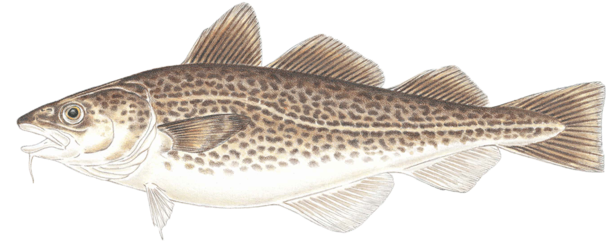 Atlantic Cod Transparent Free PNG