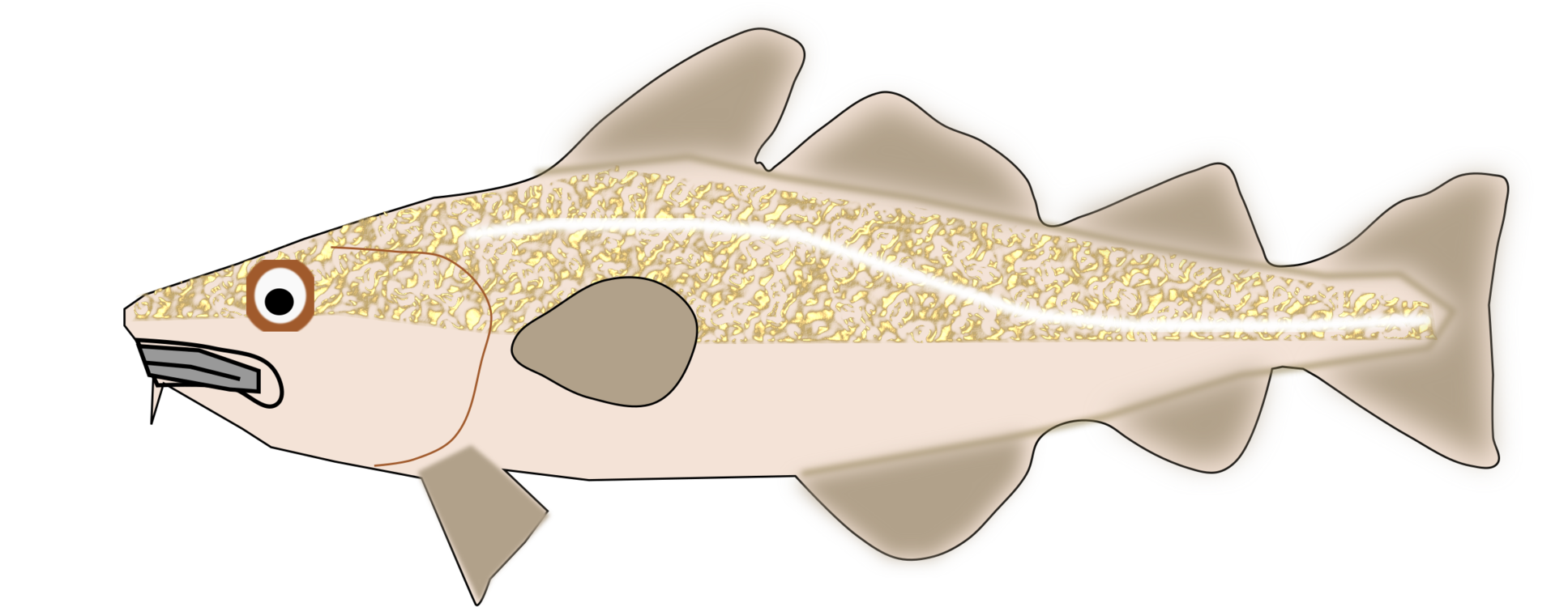 Atlantic Cod Transparent Image