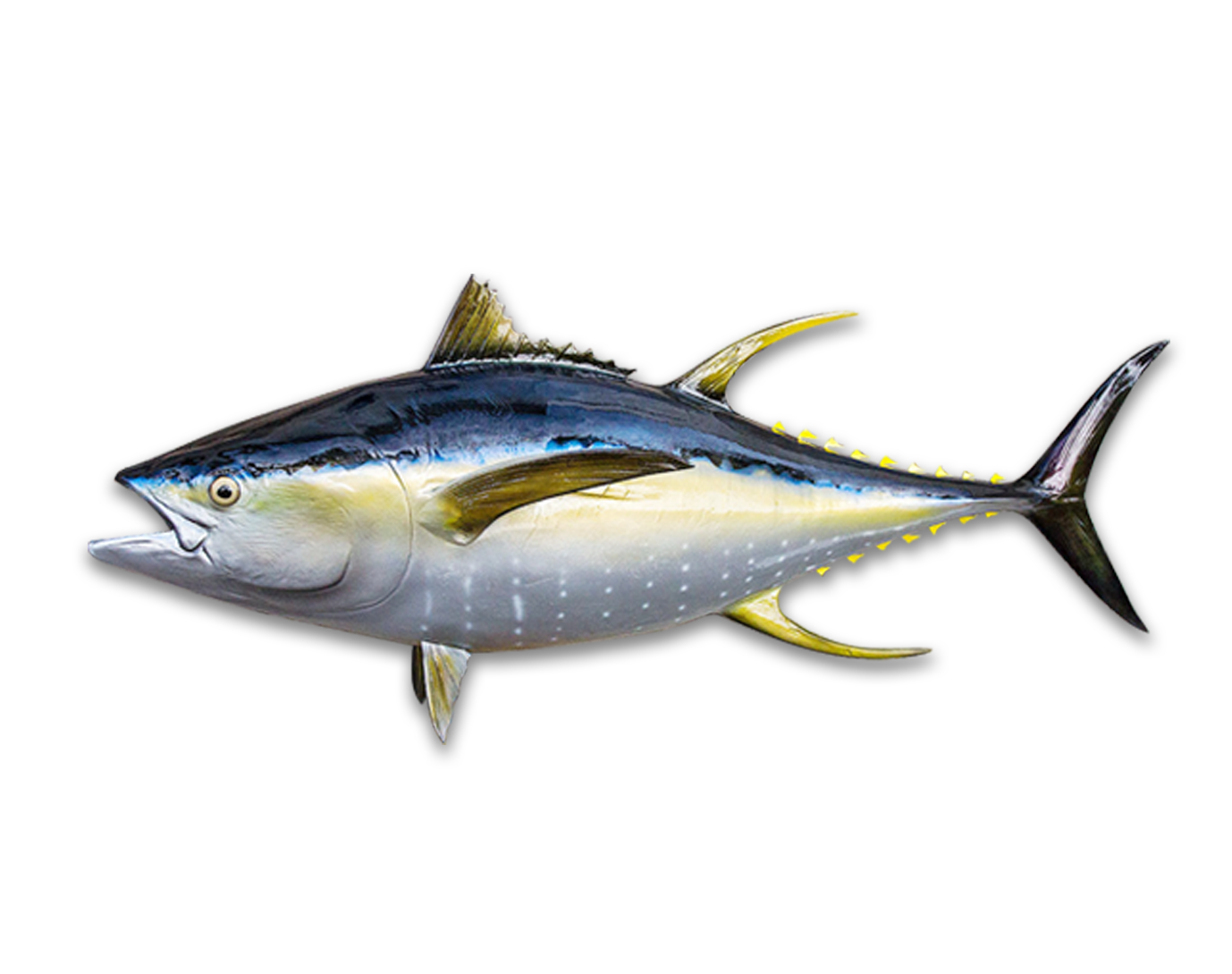 Atlantic Mackerel Background PNG Image