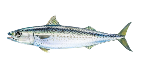 Atlantic Mackerel Download Free PNG
