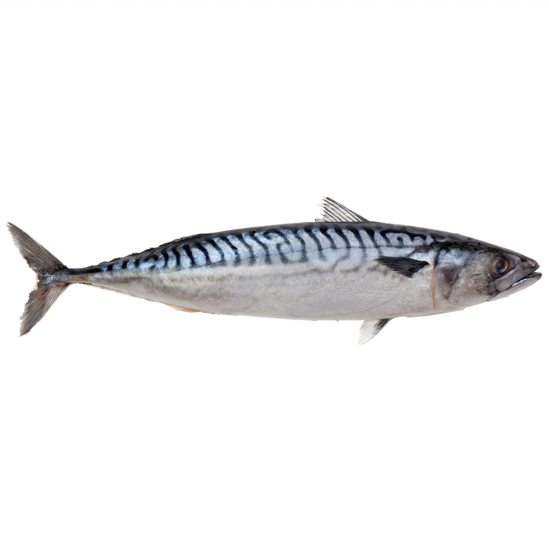 Atlantic Mackerel Free PNG