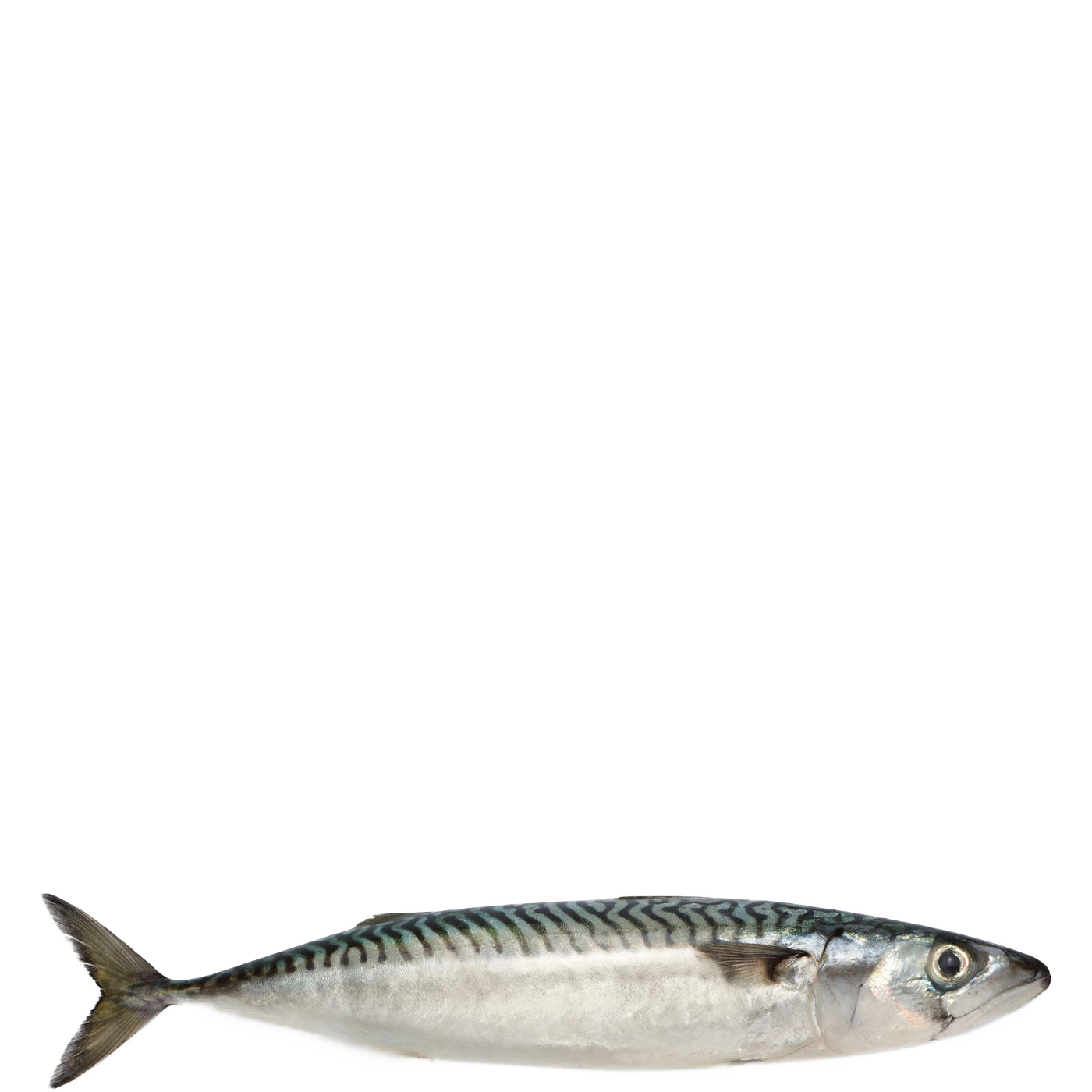 Atlantic Mackerel PNG Background