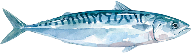 Atlantic Mackerel PNG Clipart Background