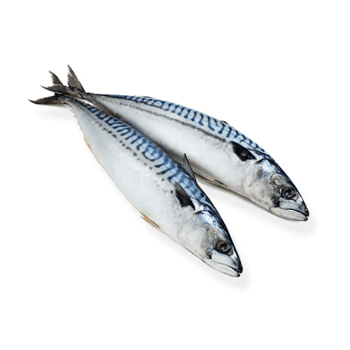 Atlantic Mackerel PNG Free File Download