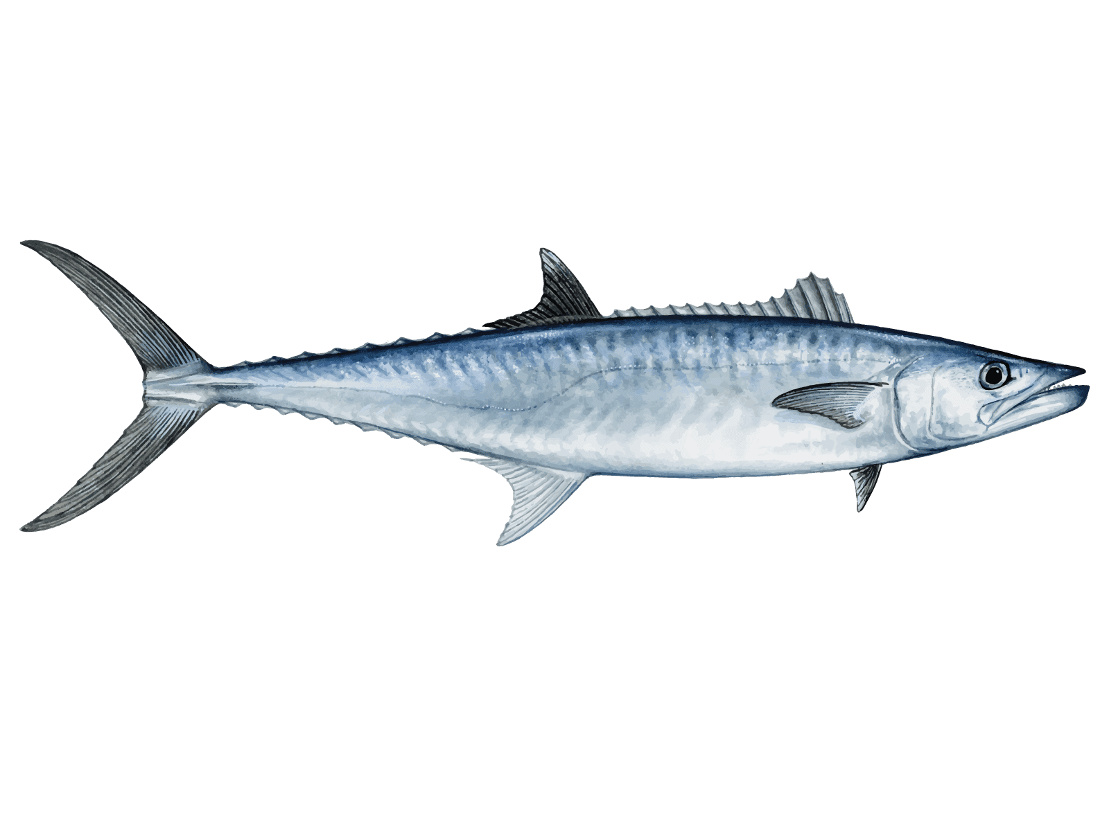 Atlantic Mackerel PNG HD Quality