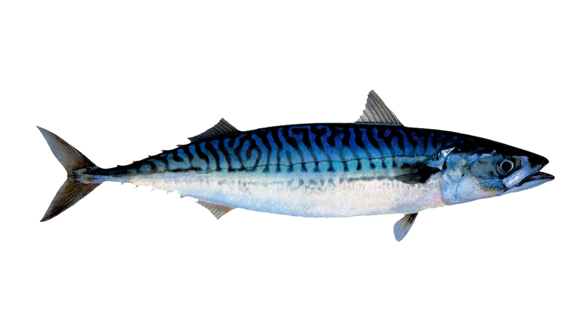 Atlantic Mackerel PNG Images HD