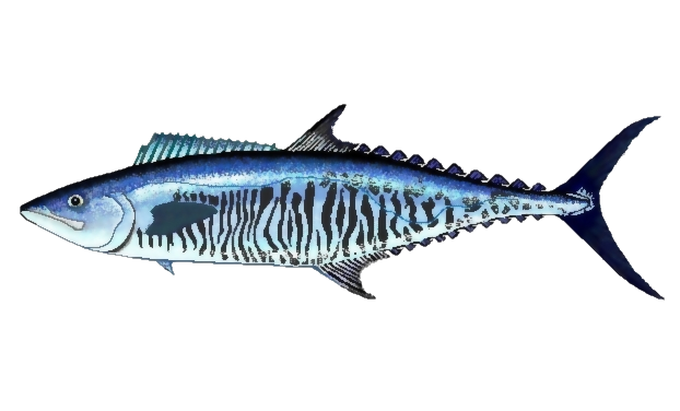 Atlantic Mackerel PNG Pic Background