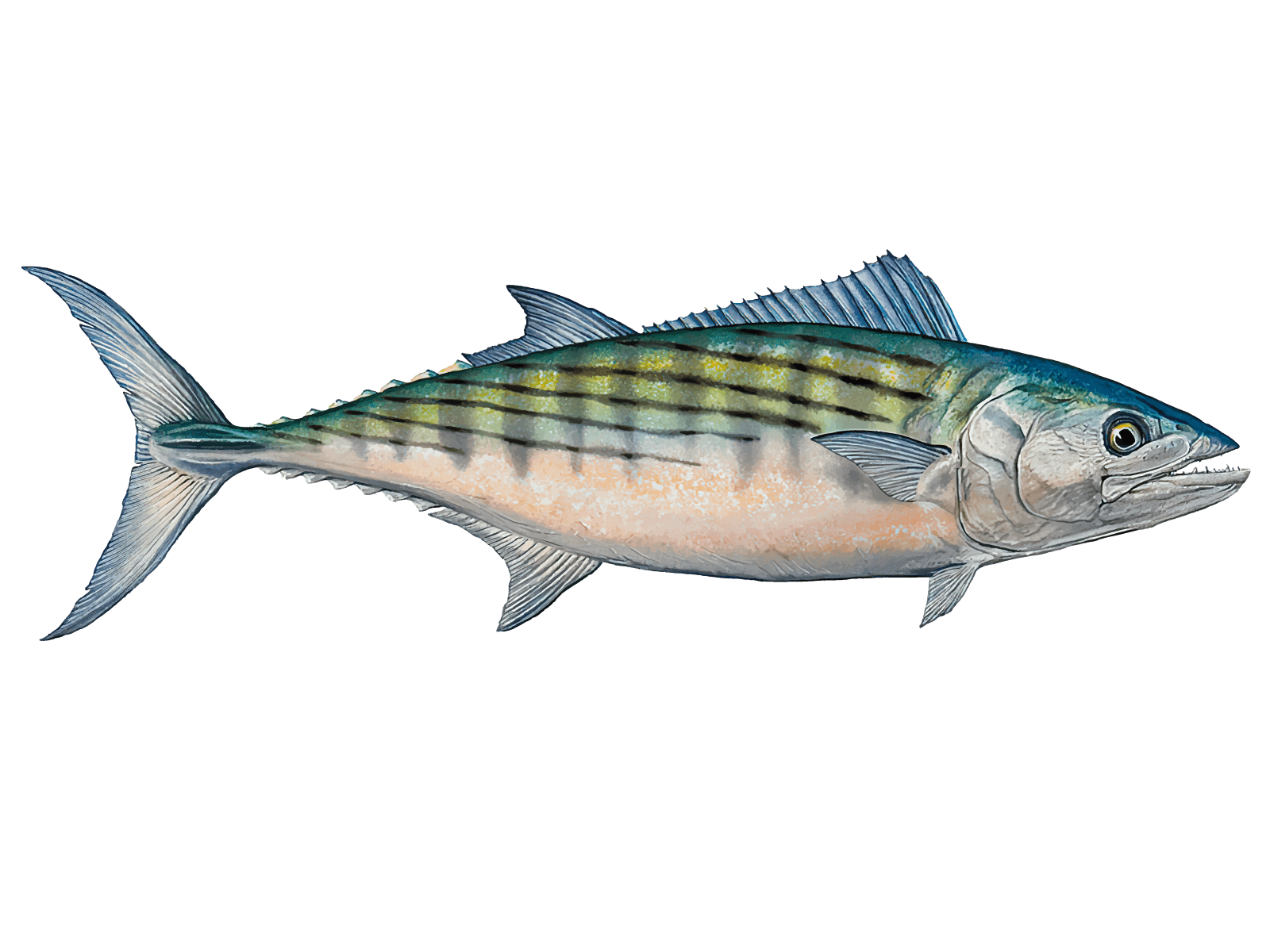 Atlantic Mackerel Transparent Background