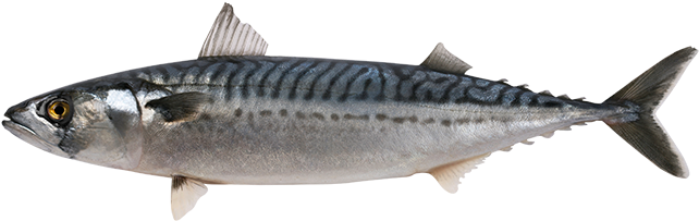 Atlantic Mackerel Transparent File