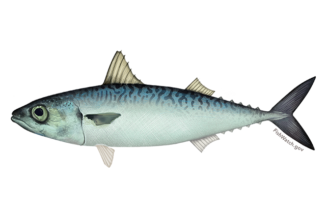 Atlantic Mackerel Transparent Free PNG