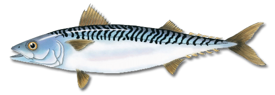 Atlantic Mackerel Transparent Image