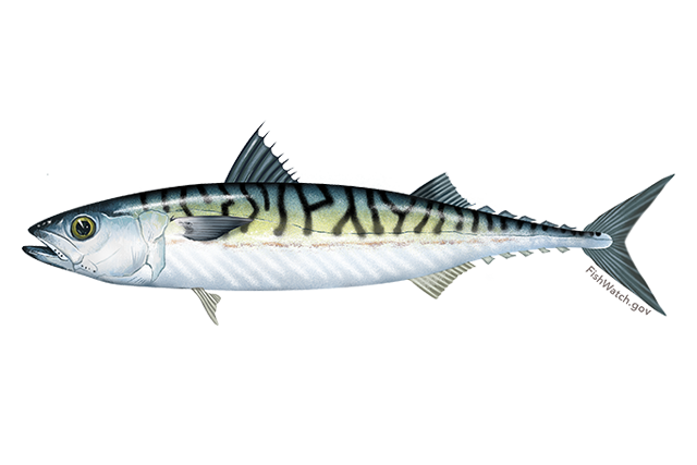 Atlantic Mackerel Transparent PNG