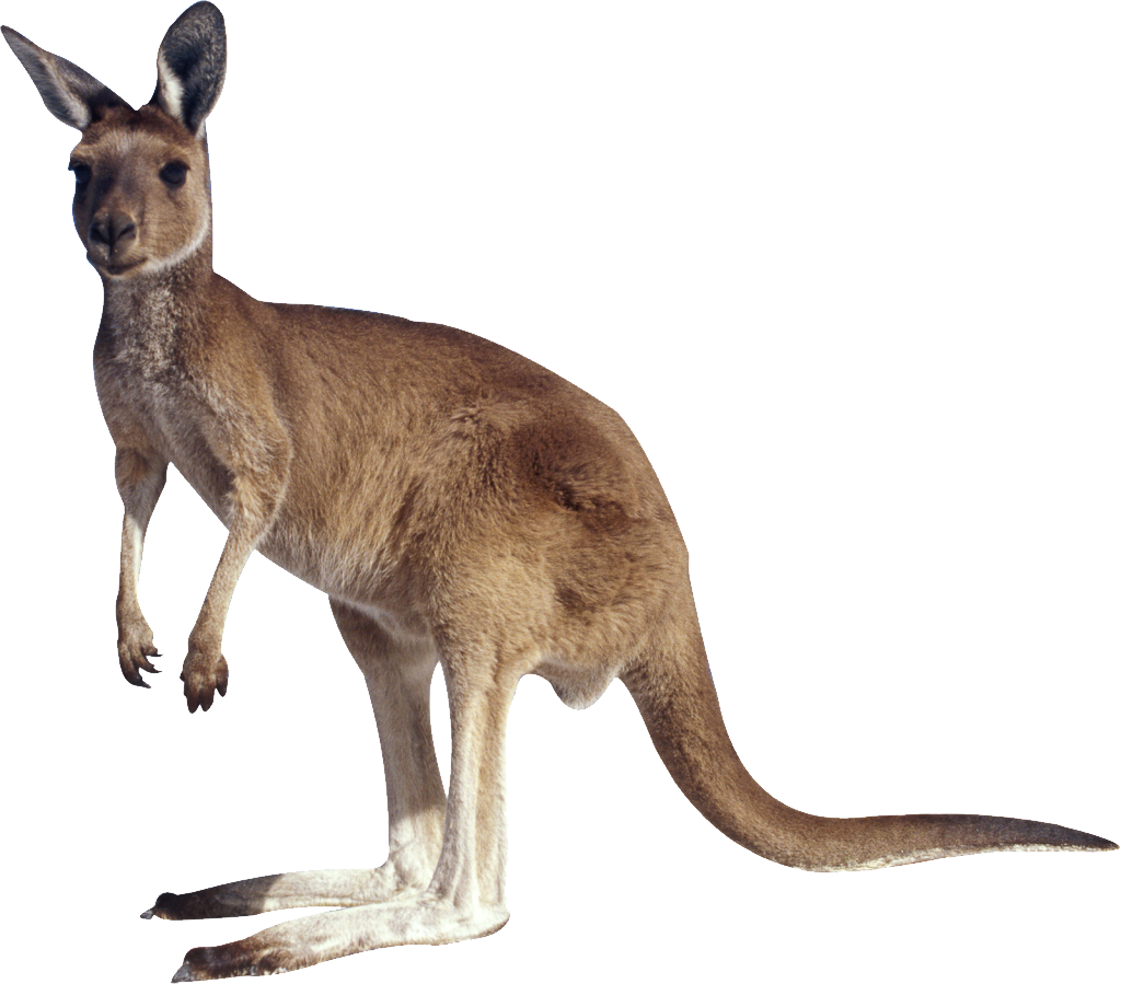 Australia Kangaroo No Background