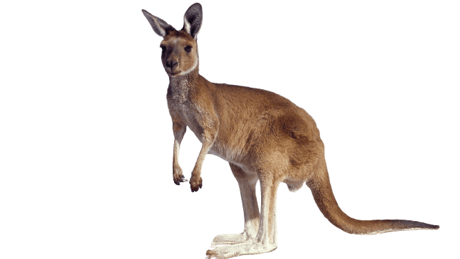 Australia Kangaroo PNG Background