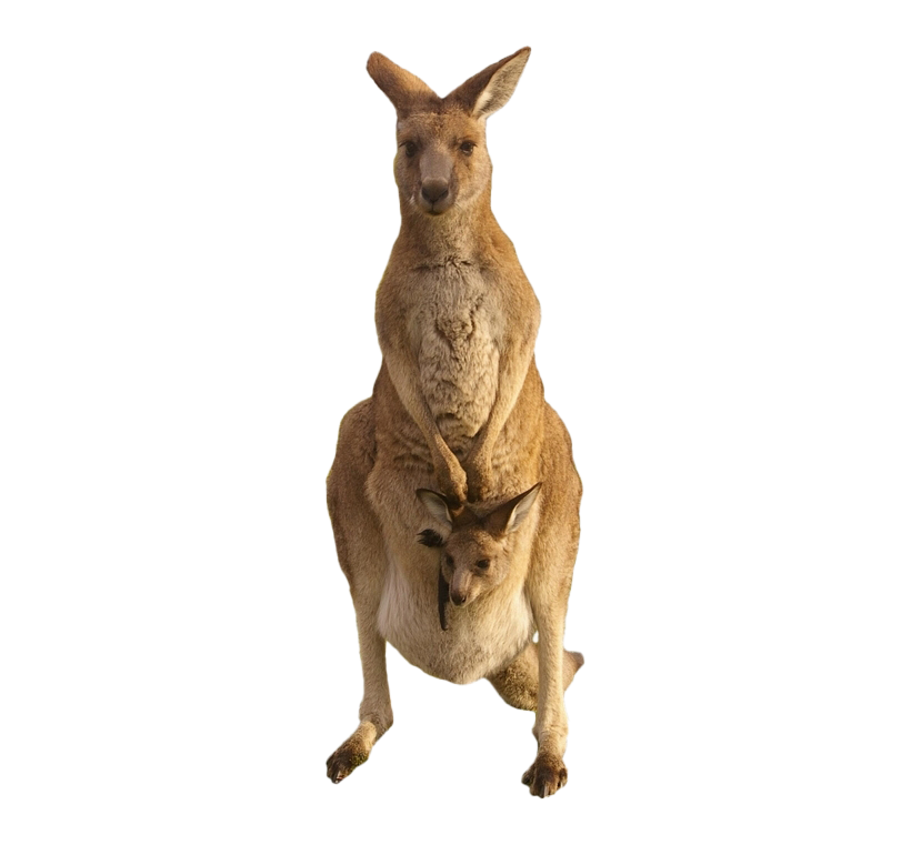 Australia Kangaroo PNG Free File Download