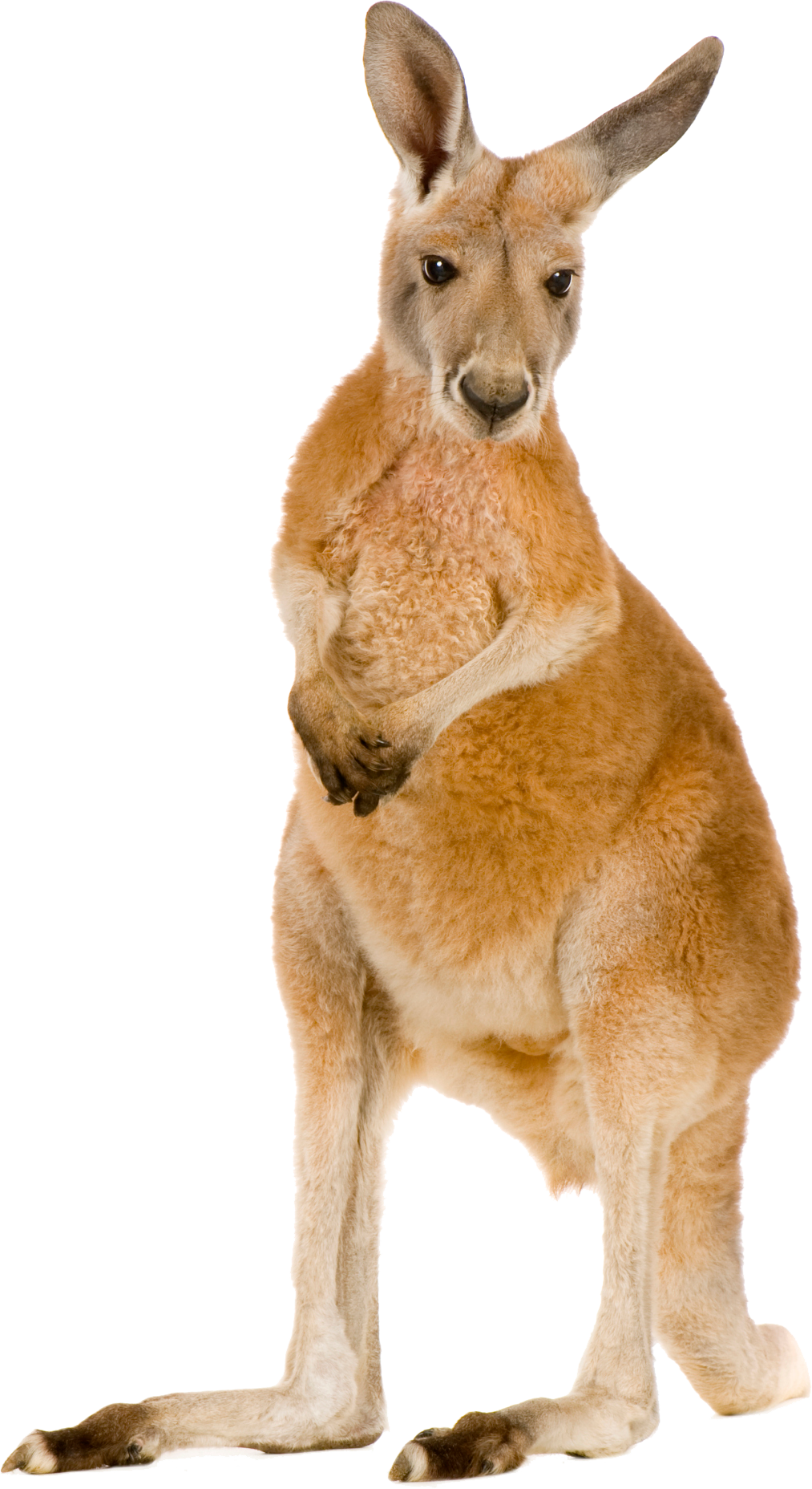 Australia Kangaroo PNG Photo Image