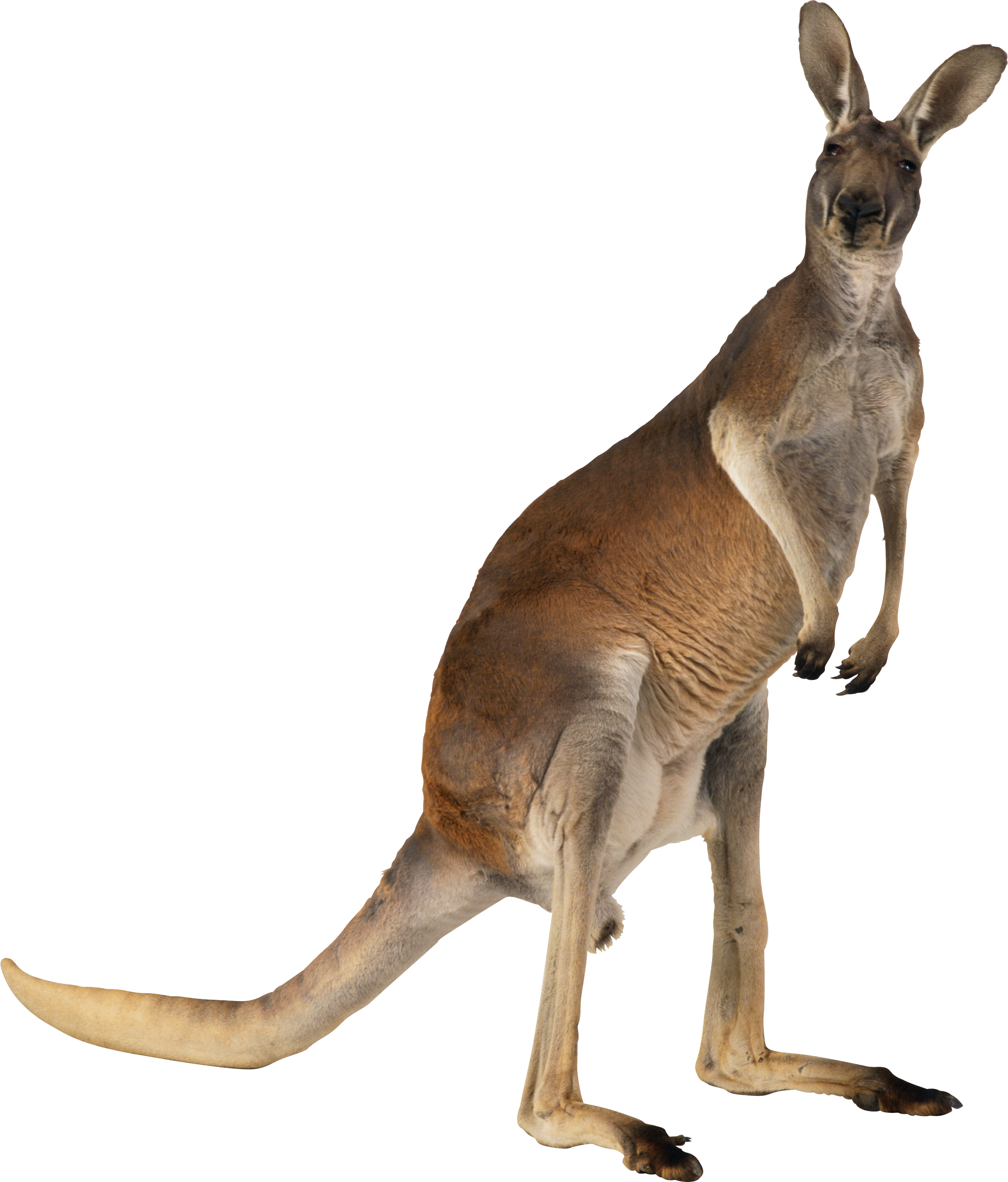 Australia Kangaroo PNG Pic Background