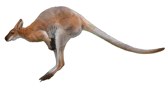 Australia Kangaroo Transparent Background